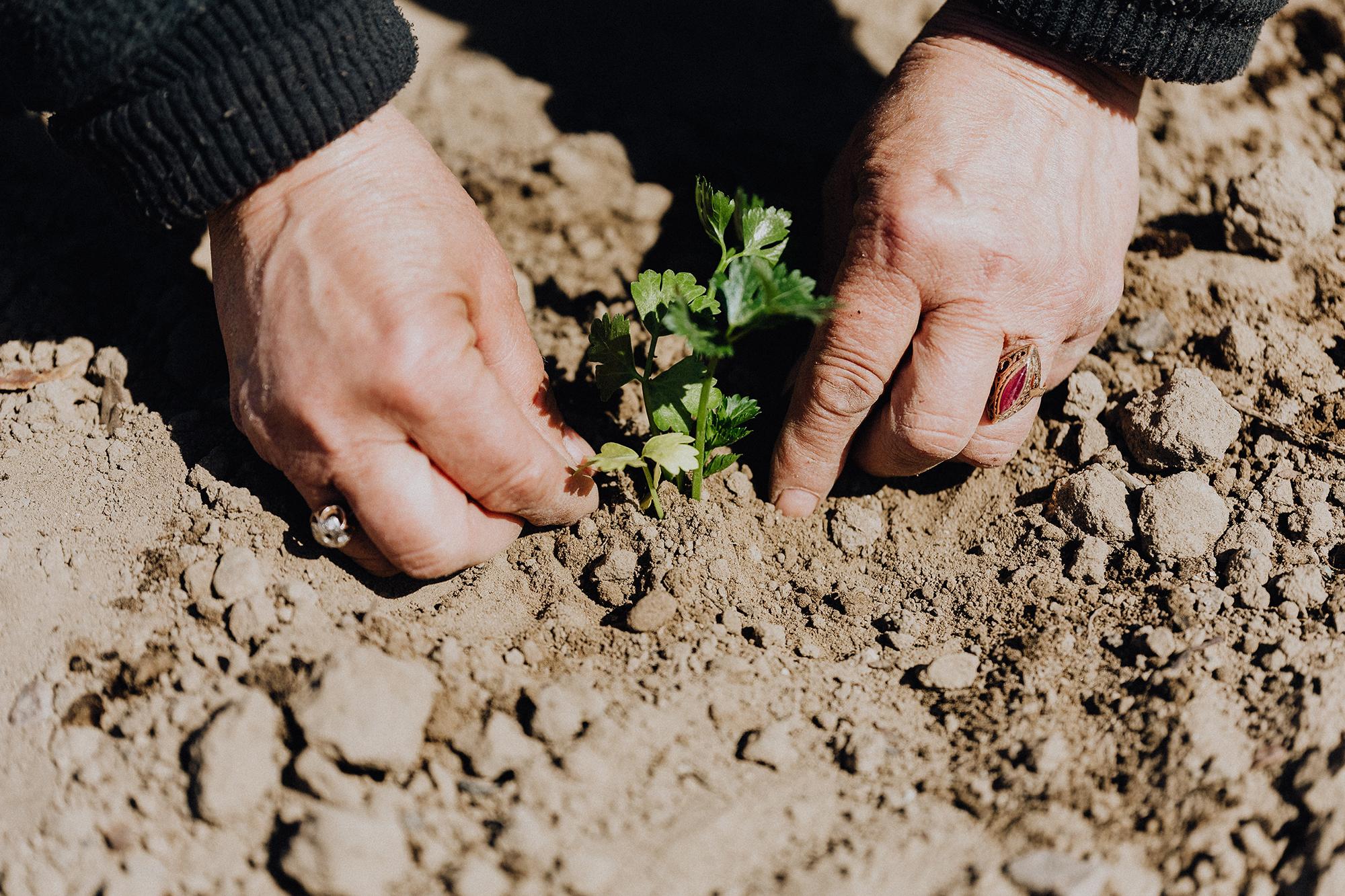 An ecologist putting a new plant in the ground