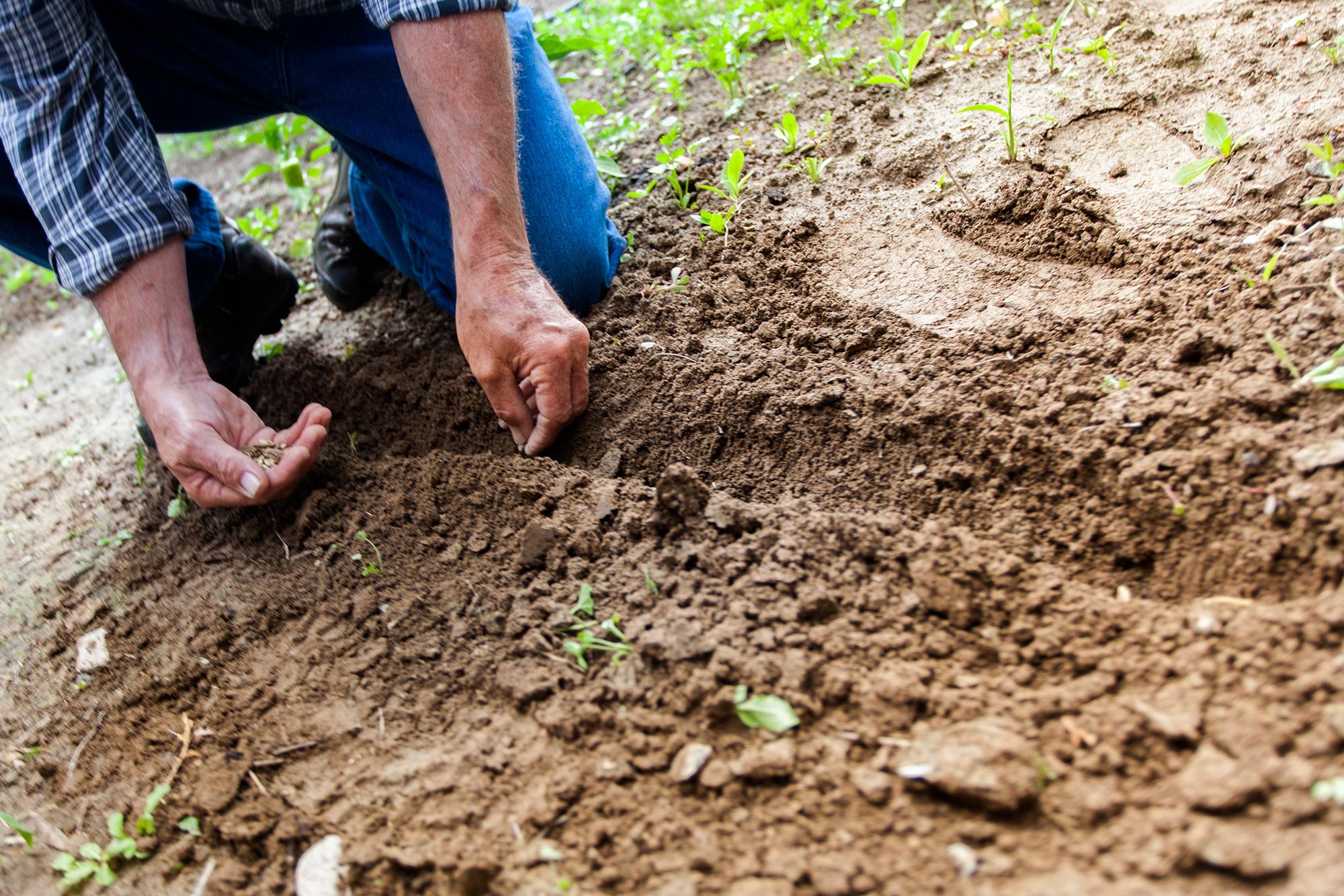 sem/geoscience-planting