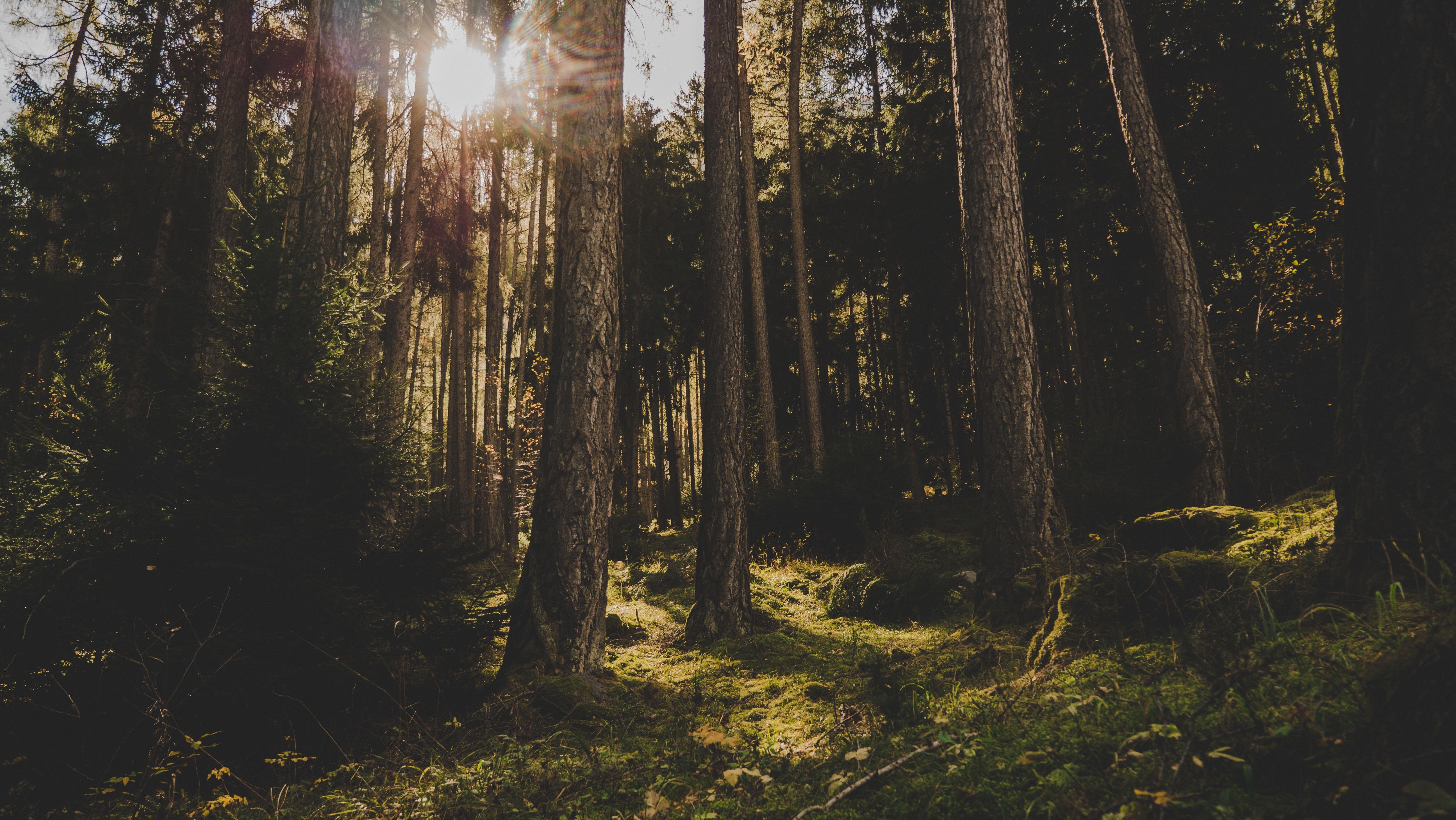 A scenic photo of some trees in a forest